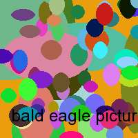 bald eagle picture